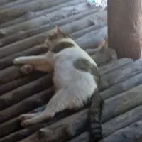tg lười viết ham đọc