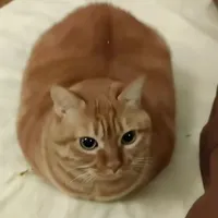 t/g