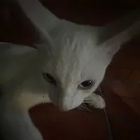 Bảnh