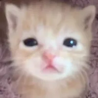 𝒎𝒆𝒐𝒒𝒖𝒂𝒏𝒈𝒂𝒏𝒉.