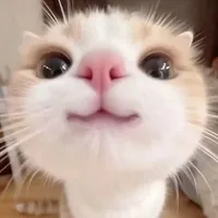 🍃tác giả chính 🍀