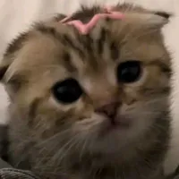 MT