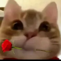 t/g