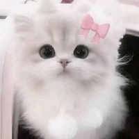 t/gcutephomaique
