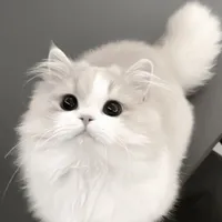 mimi