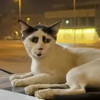 y/n
