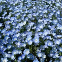 🍄🌱🫧tinna_zhusu💤💦🌷