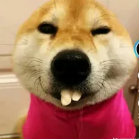 Cc màu hòng bt ĩa