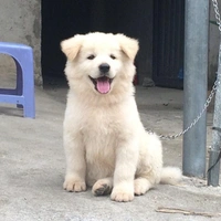 Nhi