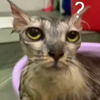 tg