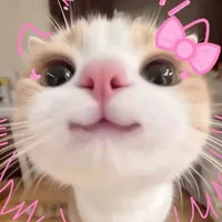 Windy cat