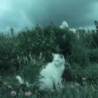 Whitewhis
