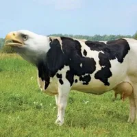 tgcutedtws1tg