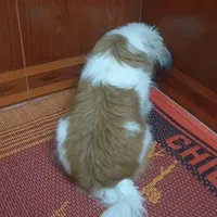 tgia