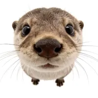 t/g