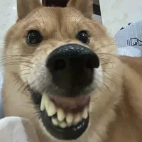 Chó