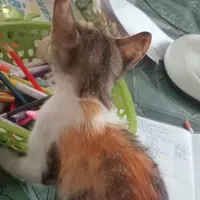 Meo Meo ( Mồn T/g )