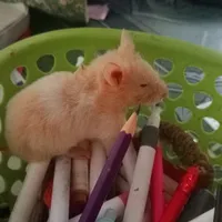 hamster ( Chuột TK Cute )