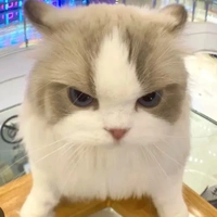 phe chính diện