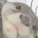 𝙽𝚅𝙿