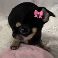 Uyen