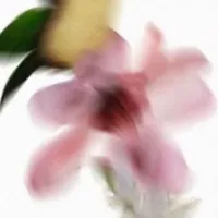 nvp