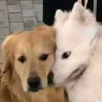 cả hai 