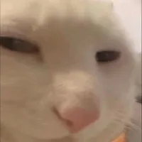 Xoài