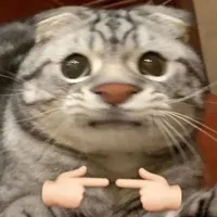 Mèo méo meo