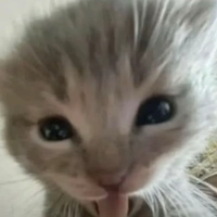 mèo béo