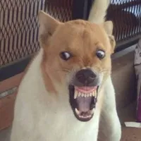 tiên môn bách gia (được cái mồn)