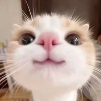 Nhỏ tg tẻn tẻn