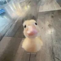 T/g