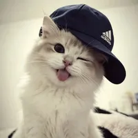 Pii chu che phô mai que^^