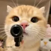 Ghét ngược😝