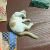 t/g là một con mèo 🗣️