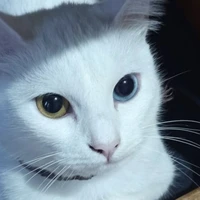 Tama