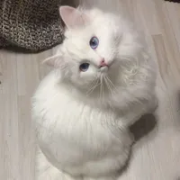 Mochi