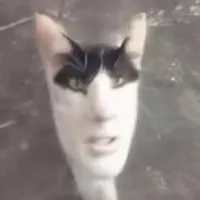 Freddie