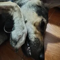 tất cả