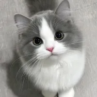 sưa sưa