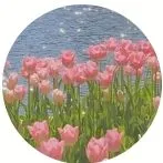 🌷Thanh Thanh 🌷