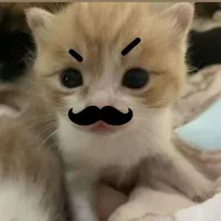 meomeoooo