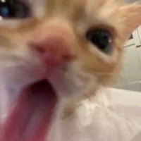 Tác giả ghét toán
