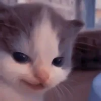 Su(ht bá mèo)