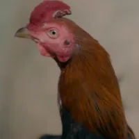 jon