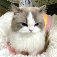 Mèo