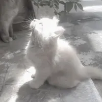 🐱 trắng