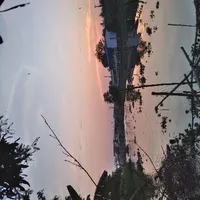 Cái cây ven đường