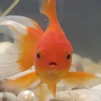 con cá🐟🟠